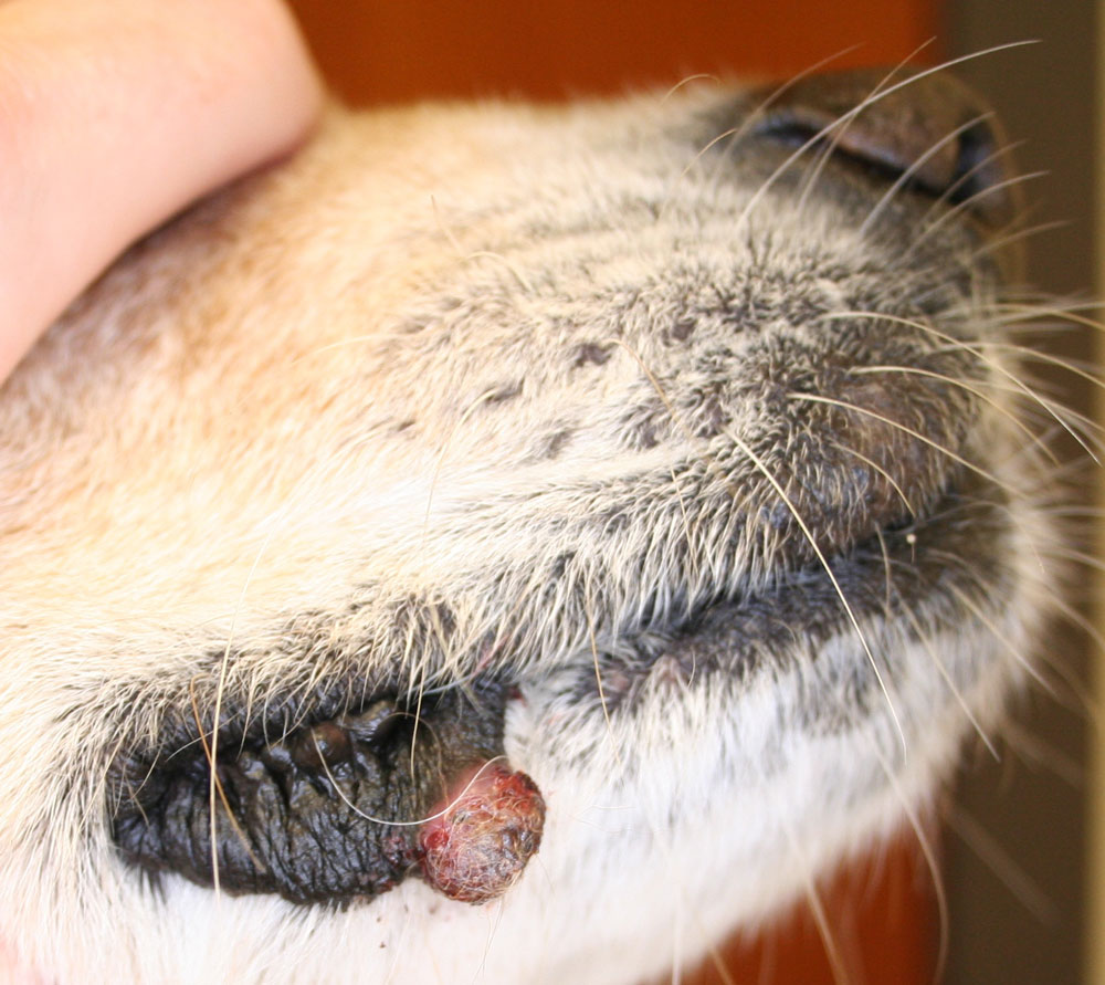 what does a cancertumor look like on a dog