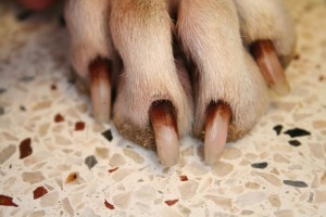 Dog claw disease