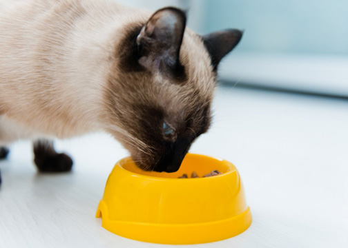 Dietary Elimination Trial for Pets