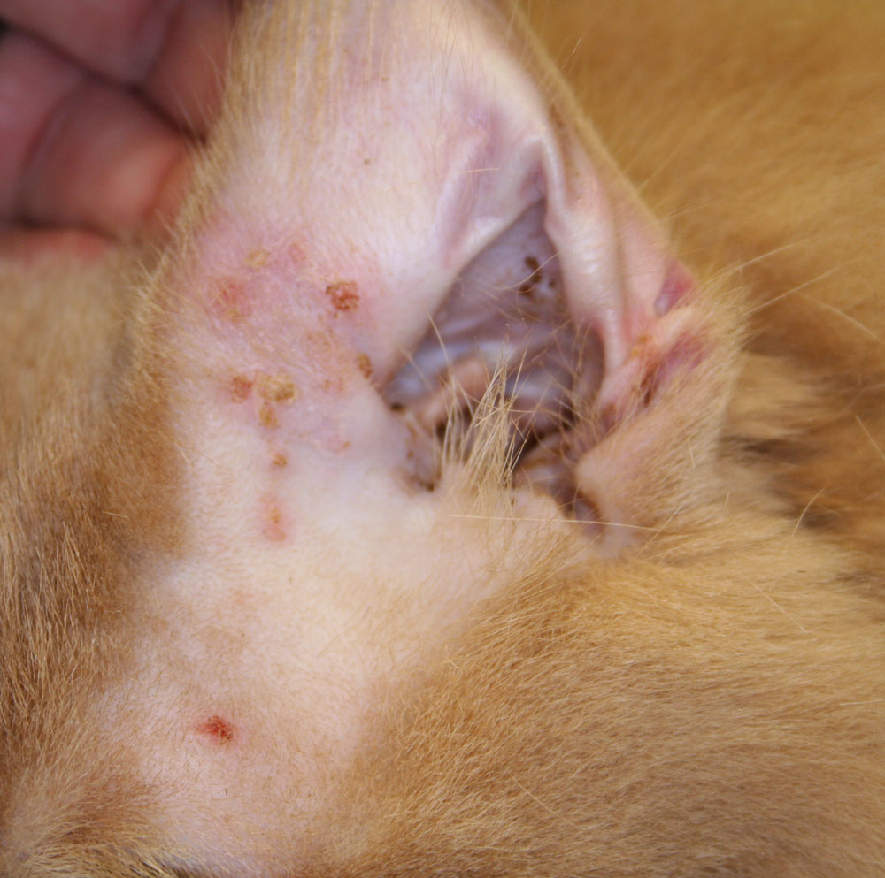 Scabies On Cats Ears toxoplasmosis