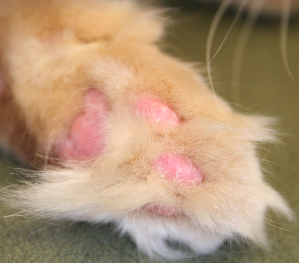 Cat immune mediated skin disease