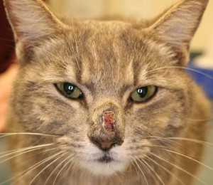 Cat systemic fungal infection improving