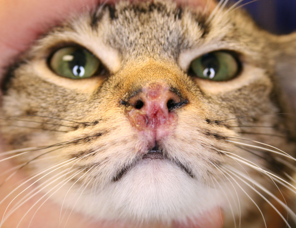 Cat viral dermatitis