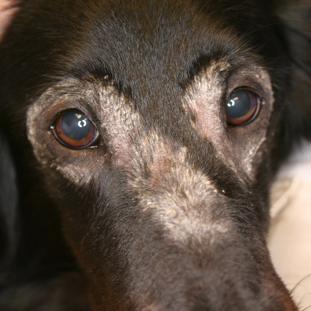 atopic dermatitis in dogs