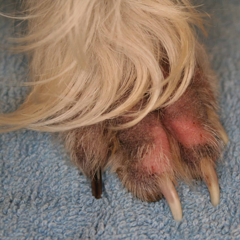 Top 90+ Images why is my dogs paw red and swollen Superb
