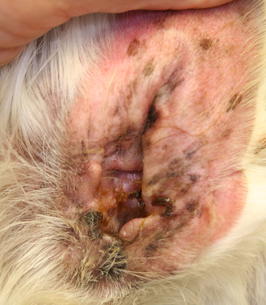 Ear Infection Photos Animal Dermatology Referral Clinic (ADRC)
