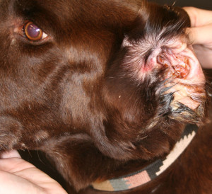 Dog ear infection