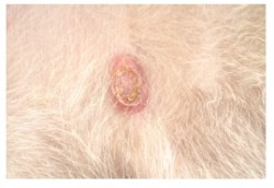 Disease Spotlight: Staph Infection | Animal Dermatology Referral Clinic ...