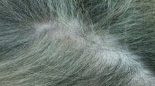 lesion-regrowing-hair