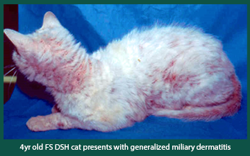 Animal Dermatology Referral Clinic - Miliary Dermatitis