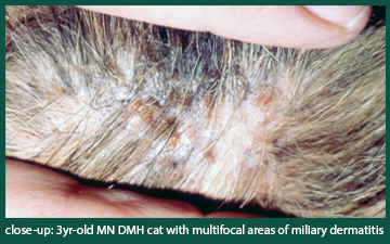 Animal Dermatology Referral Clinic - Miliary Dermatitis
