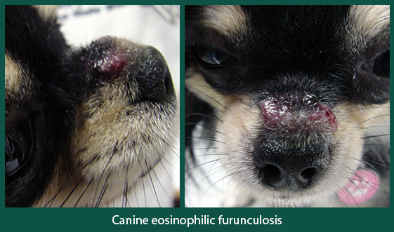 Photo of Canine Eosinophilic Furunculosis 