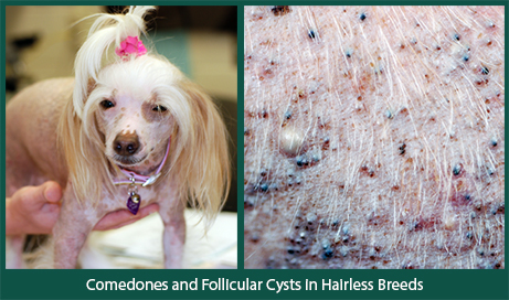 Comedones and Follicular Cysts in Hairless Breeds