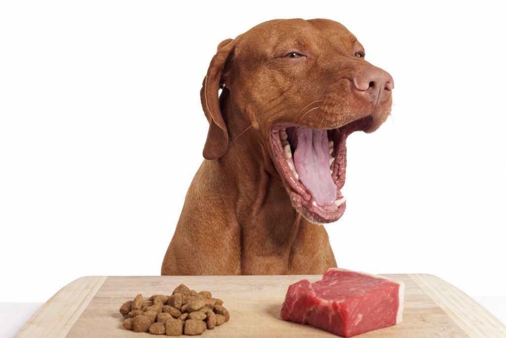Dog with raw food - avoid raw foods for dogs and cats