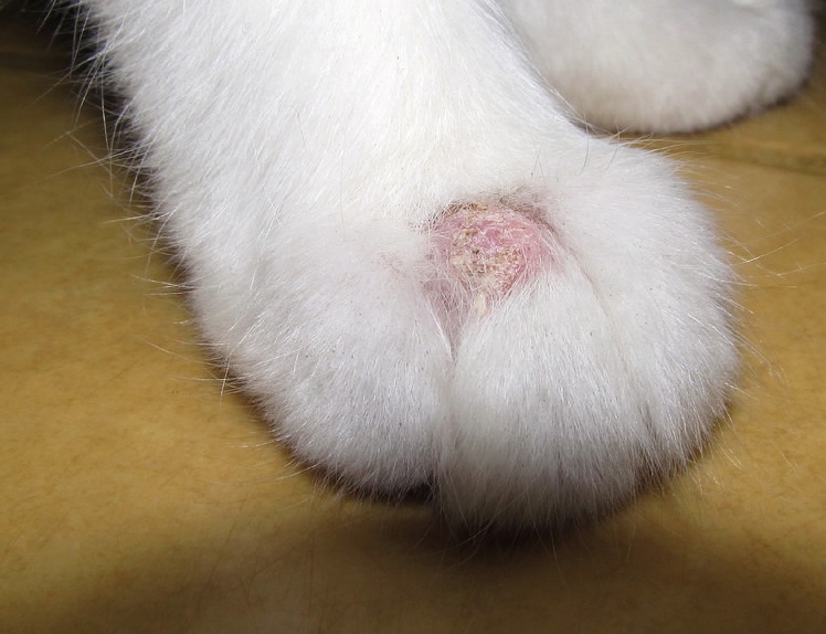 Cat hair loss on the paw