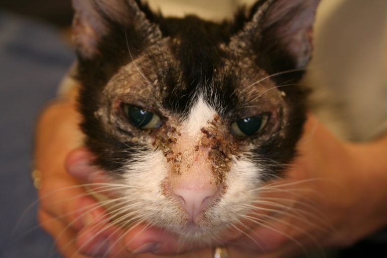 Derm Spotlight Autoimmune Skin Disease in Cats Feline Pemphigus