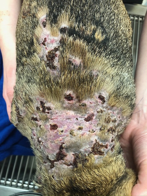 Dog skin infection