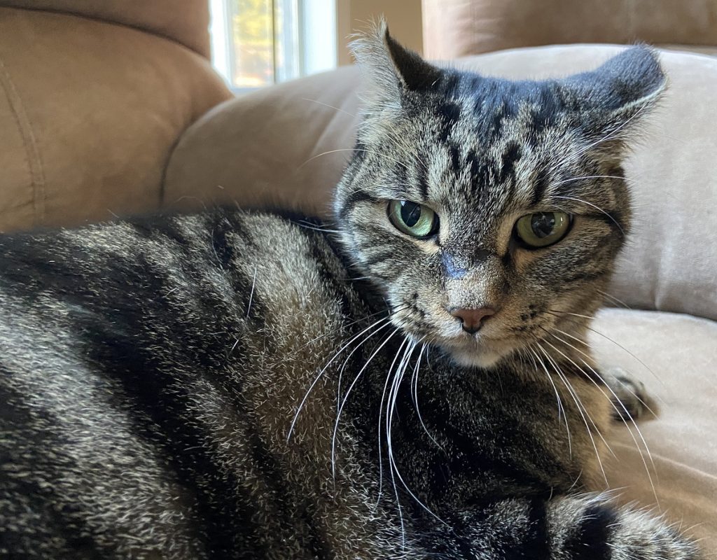 Pet Spotlight/Case Study: “McGee the Cat and His Mystery Sores”