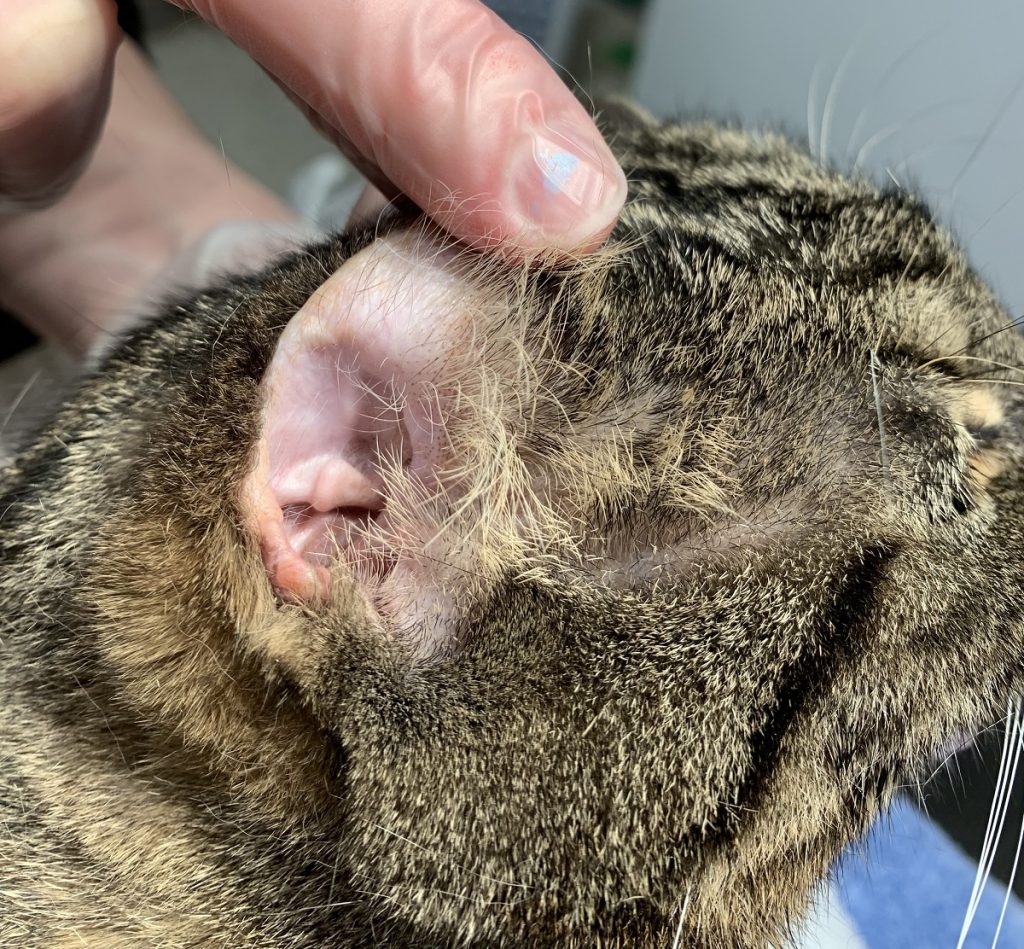Pet Spotlight/Case Study: “McGee the Cat and His Mystery Sores”