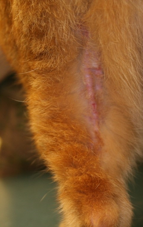 Derm Spotlight: Feline Eosinophilic Granuloma skin condition