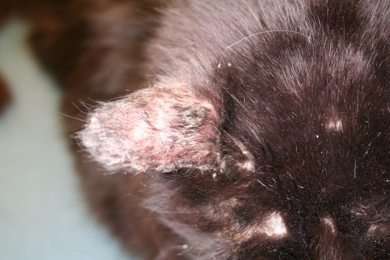 Ringworm in Cats: Serious but Treatable | Animal Dermatology Referral ...