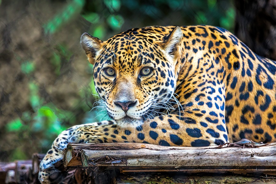 Wild animals allergies Jaguar