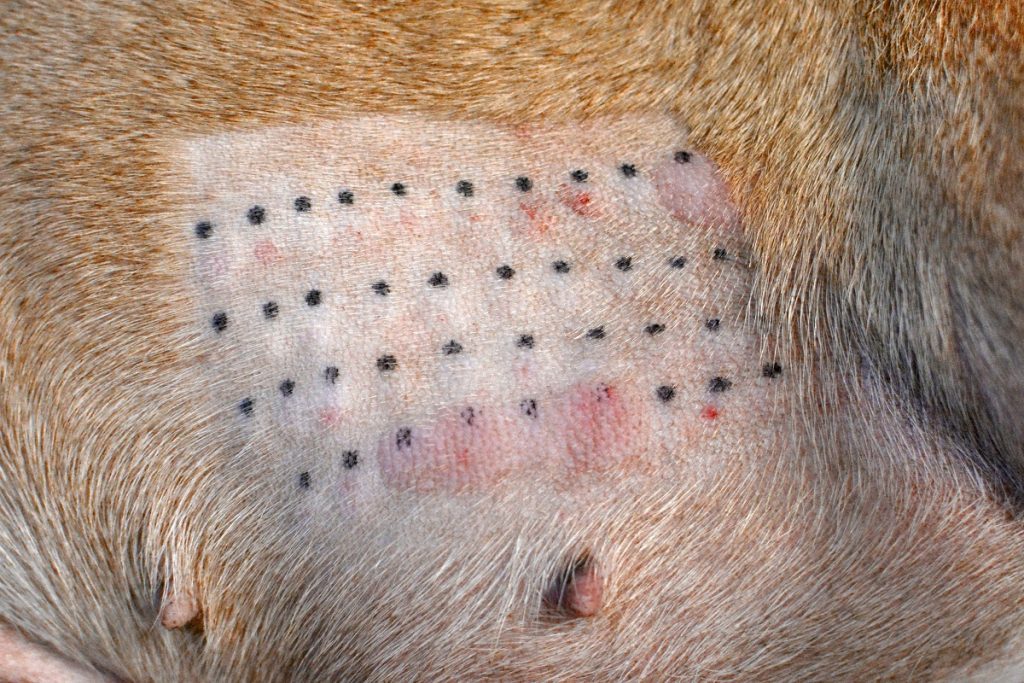 Dog skin allergy test
