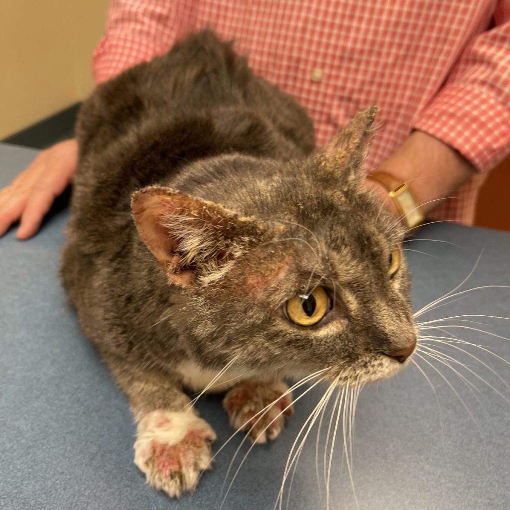 pet-spotlight-case-study-a-kitty-with-blisters-animal-dermatology