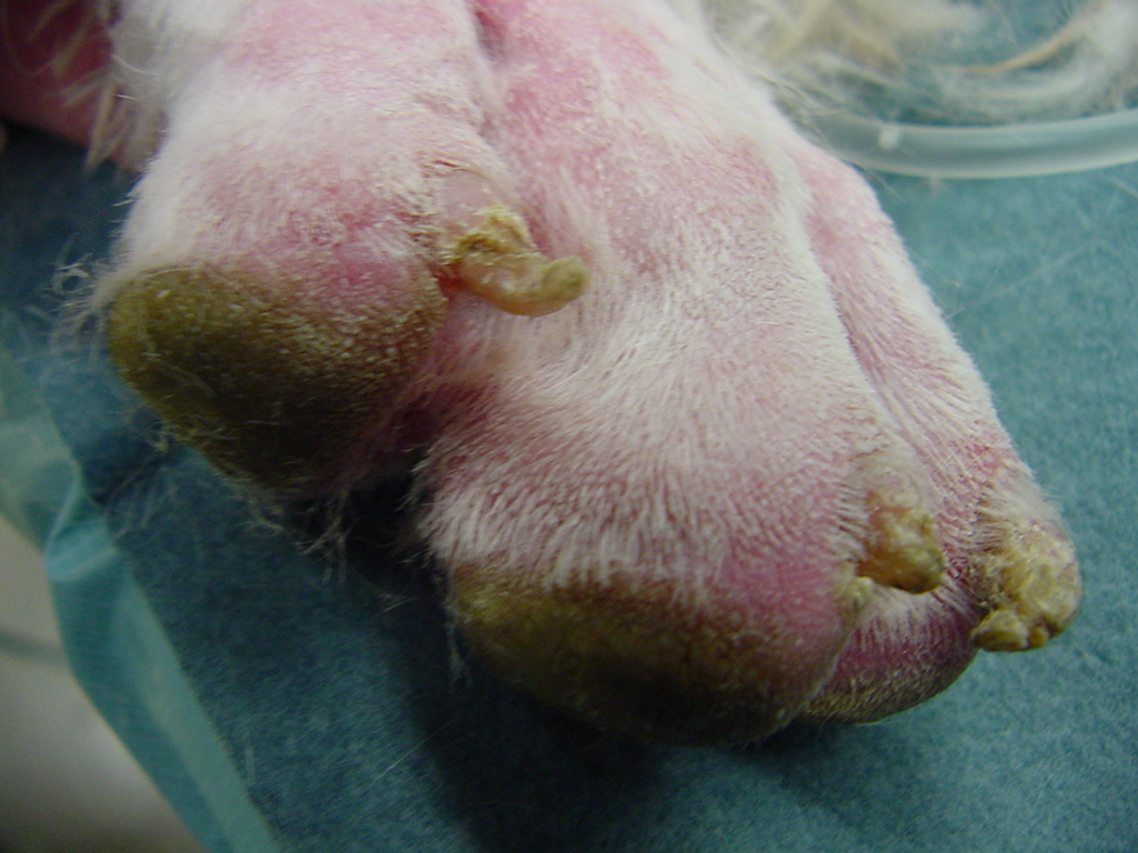 dog claw disease