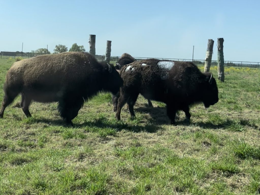 Wild Animal Allergies: American Bison | Animal Dermatology Referral