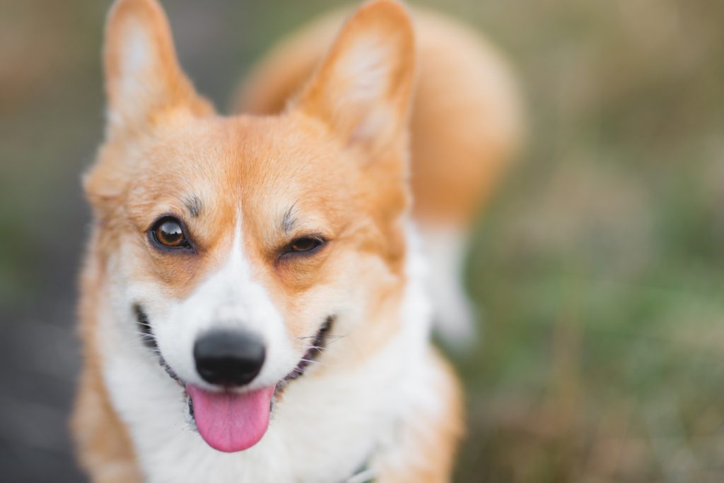 Dog wink, dog allergies, dog skin conditions