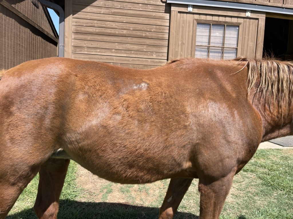 Equine allergies Tennessee Walking Horse